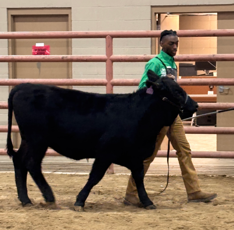 Students prepare for the Southern University Livestock and Poultry Show